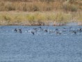 /album/photo-gallery-photogallery/over-300-coot-were-on-laguna-grandee-malaga-province-jpg/